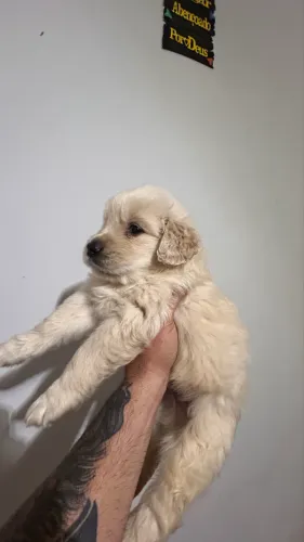 Vendo ou troco filhote Golden retriever