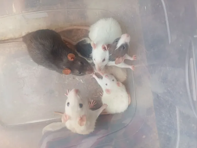 Rato Twister 