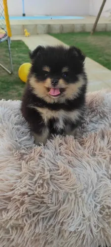 Lulu da Pomerania 