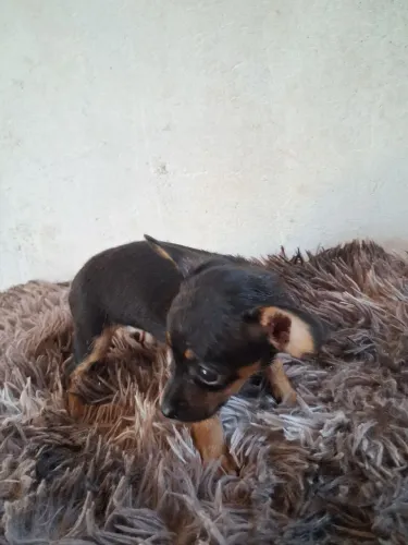 Filhote de 2 meses