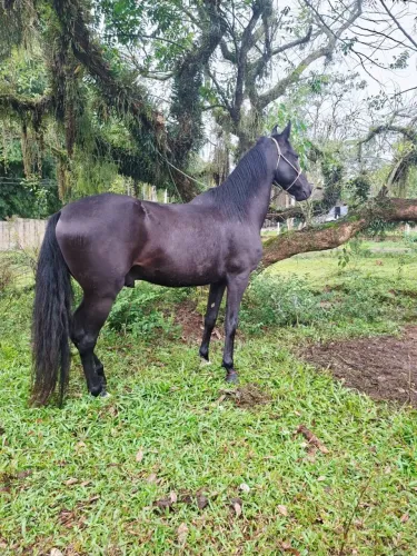 Cavalo mangalarga marchador
