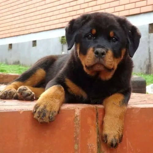 Rottweiler - Um Cachorrinho Assim Merece Um Lugar Especial 