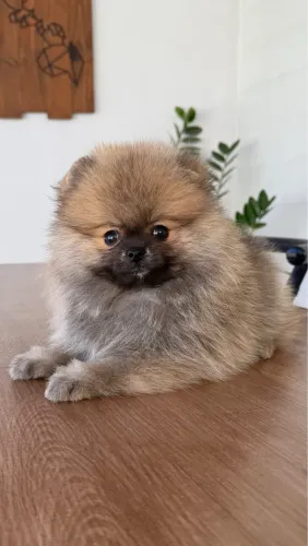 Lulu da pomerania 