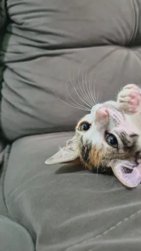 Gatinha filhote