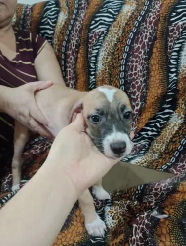 Cachorros filhotes para adoção