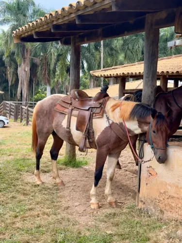 Cavalo quarto de milha