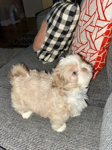 Shih tzu Tem encontros que mudam tudo sem fazer barulho