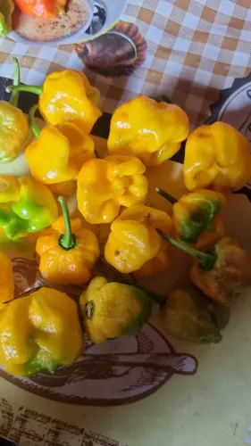 Fruto da Carolina reaper 