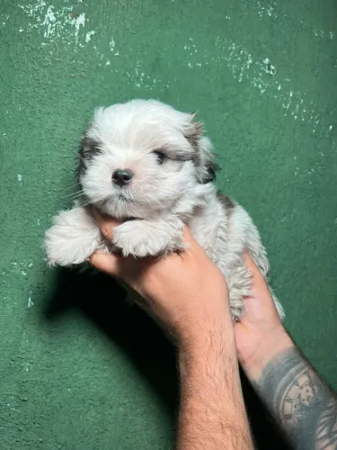 Lindos Filhotes de Shih Tzu para Novo Lar