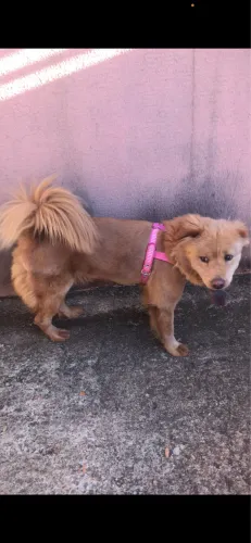 Doação Chow Chow femea 