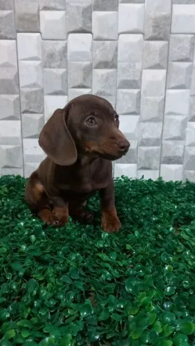 Linguicinha, dachshund chocolate! 