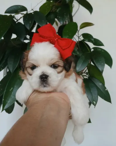 Pequenina Lhasa apso