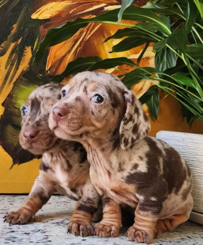 Dachshund, Lindos e Espertos com Pedigree!!