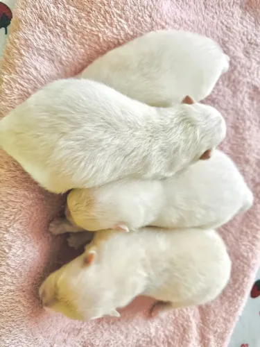 Filhote de Spitz Alemão Anão Branco