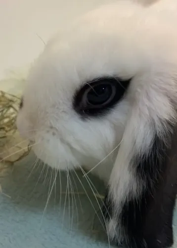 Mini coelho Mini Lop - Macho
