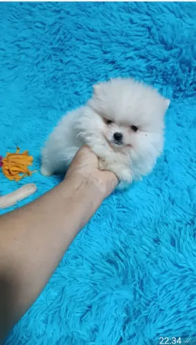 Spitz alemão MACHO branco neve anão super pelagem carinha baby face