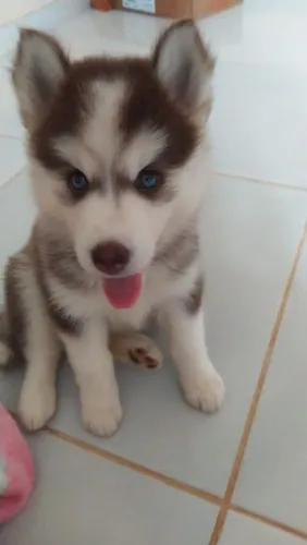 Husky Cachorro disponível para retirada imediata