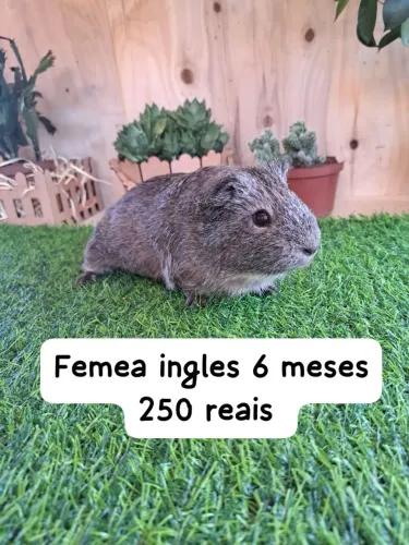 Porquinhos da índia 