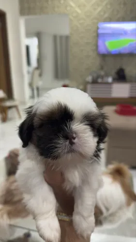 Cachorro shitszu filhote