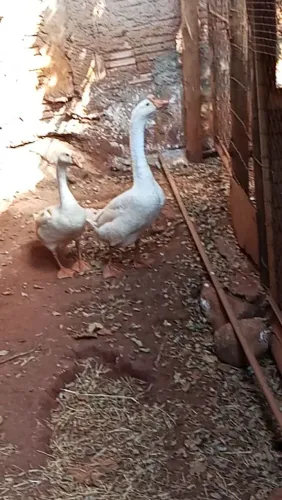 Casal de Ganso Sinaleiro
