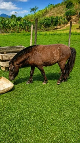 Vendas de pôneis prenhas e reprodutor, R$ 5.000,00 cada animal.