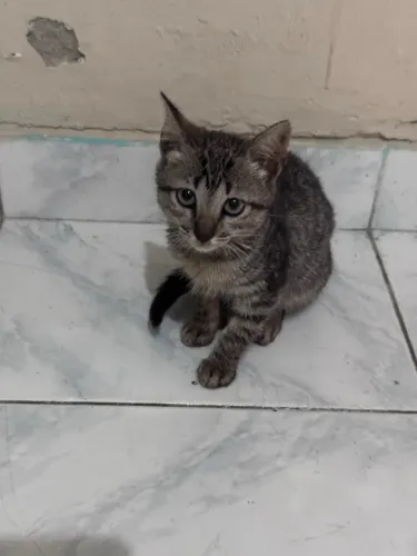 Gatinha 3 meses para adoção 