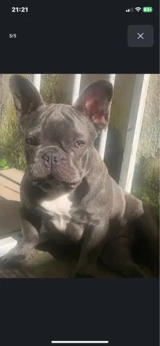 Buldogue francês 