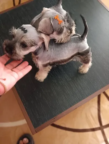 Filhote de schnauzer