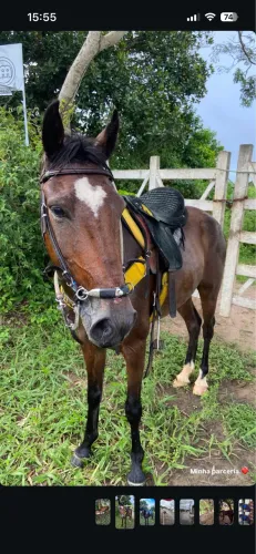 Cavalo