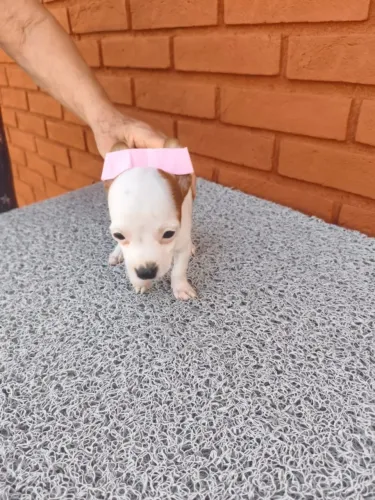 Filhotes de pinscher amor à primeira vista