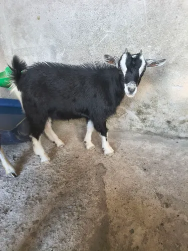 Vendo Mini cabra fêmea com 3 meses e meio,interessados chamar no whatsapp *