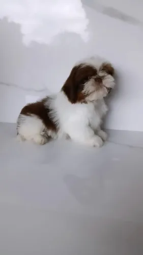 Lindo Machinho de Shihtzu