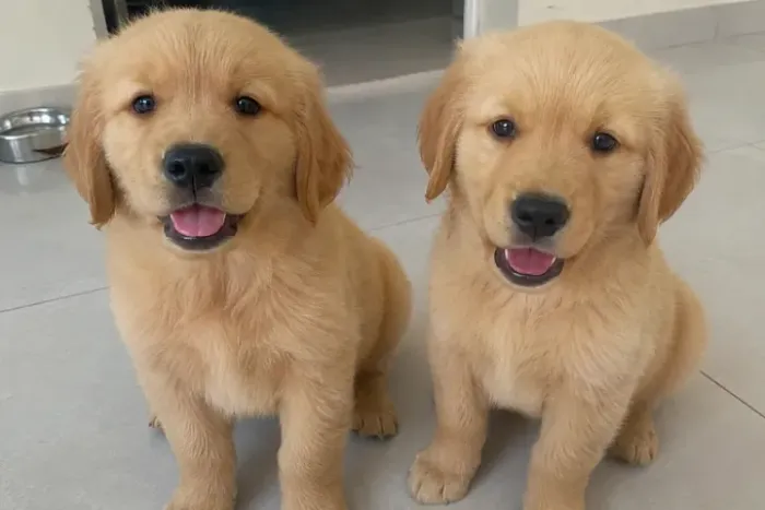 doaçao de filhotes de Golden Retriever