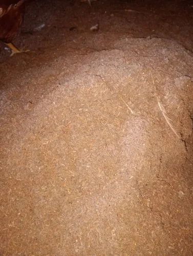 Cama de aviário