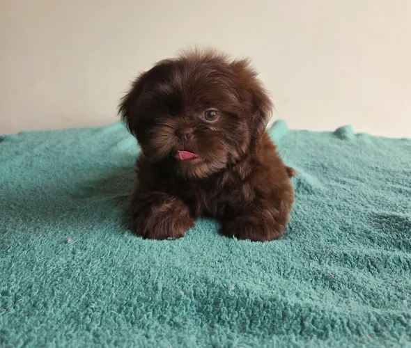 Shih tzu macho chocolate solido 