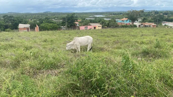 Vendo lote de gado 
