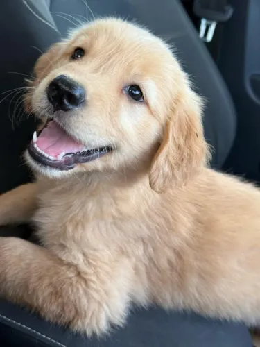 golden retriever macho e femea