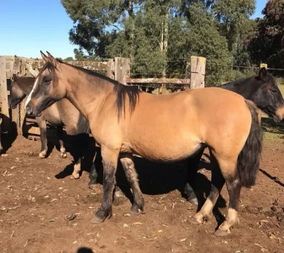 Égua para cria - confirmada e xucra