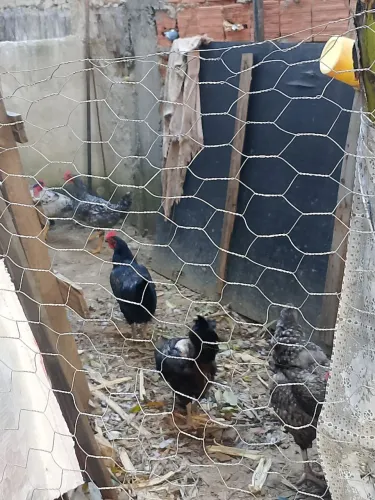 Vendo três galinhas pono ovos 50 reais cada e três frangos novos 50 reais cada