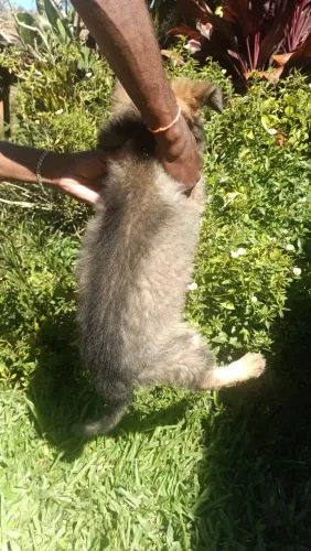 Vendo lindos filhotes de Cachorro Pastor Alemão