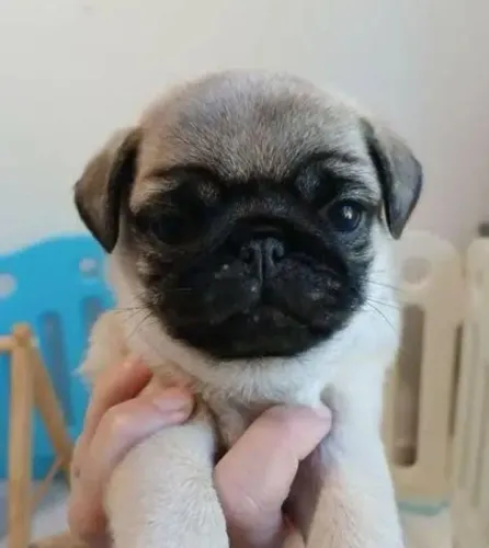 Pug Um filhote que vale conhecer pessoalmente