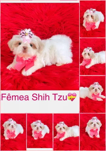 Maravilhosa Bb Raça Shih Tzu Linhagem Chocolate ?