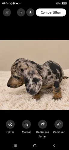 Dachshund Basset arlequim black, maravilhoso.