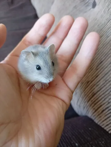 Hamster Anão Russo