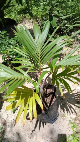 Muda de Palmeira Garrafa