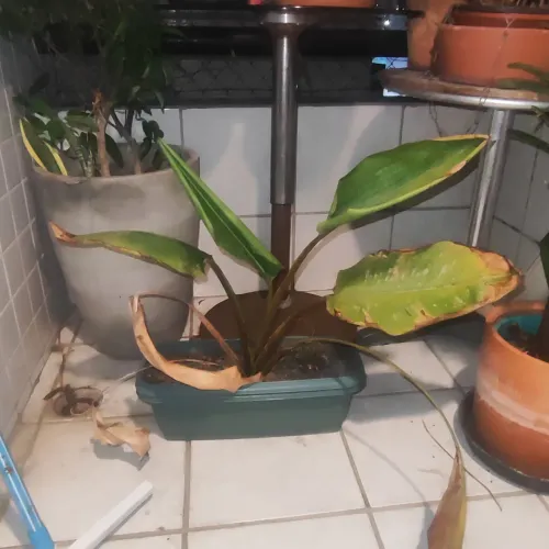 Planta Ravena, ela precisa de cuidado pq pegou pouco de sol mas fica linda rápido! 