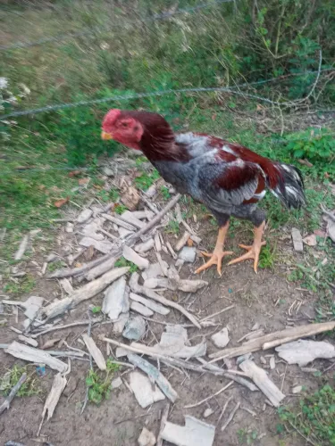 Galos indio bico curto