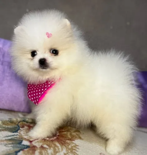 Spitz o filhote ideal para acompanhá-lo
