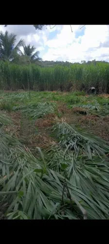 MUDAS DE CAPIM BRS CAPIAÇU ELEFANTE DISPONÍVEL PRA VENDA
