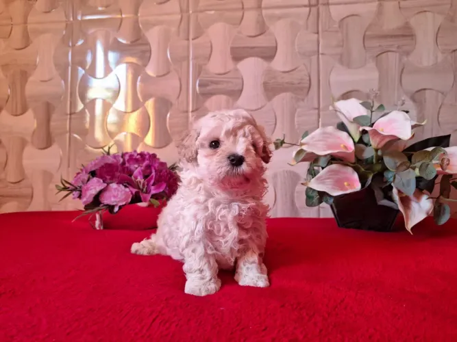 Poodle Mini Macho Entrega hoje 